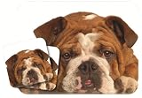 Bulldog Mouse Pad & Coasters Set by Little Gifts