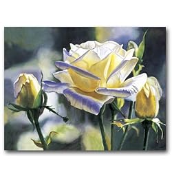 Hint of Gold - Gift Enclosure Cards (set of 12)