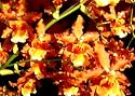 Odontocidium Catatante orchid large seedling