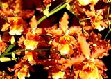 Odontocidium Catatante orchid Near Blooming Size