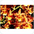 Orchids