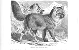 Lydekker Royal Natural History SIBERBIAN WILD DOG ANTIQUE PRINT WILD LIFE