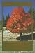 Book Forest Leaves: How to Identify Trees and Shrubs of Northern New England