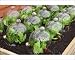 Photographic Prints of Garden cloches from Ros Drinkwater