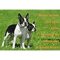 Metall - Warnschild Boston Terrier