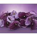 Purple Highlights Gallery Wrapped Canvas - 16x20"