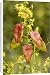 Canvas Prints of Golden rain tree or Pride-of-India flowers and fruits from Ardea Wildlife Pets