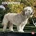Cockapoos 2012 Square 12X12 Wall Calendar (Multilingual Edition)