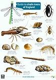Guide to chalk rivers of England