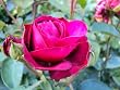Beetrose Heidi Klum � Containerrosen im gro�en 7,5 Liter Topf
