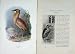 1901 Swaysland Wild Birds Bittern Thorburn Colour