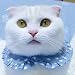 キャットプリン 水玉ちゃんブラウス♪ ブルー