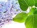 Lilac Flower - 36