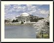 Cherry Trees and the Jefferson Memorial in Spring Photograph - Inviting approx. 22"x26" Framed & Matted - 7/8" Rounded, Shiny, Black Metal Frame - Photographic Print by Carol M. Highsmith