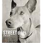 Street Dogs