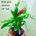 Mini Flaming Sword Volcano Plant -Exotic/Easy- Vriesea