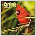 Cardinals 2016 Square 12x12