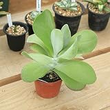 多肉植物:カランコエ ティルシフローラ*葉幅20cm