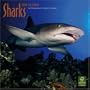 Sharks 2010 Square Wall (Multilingual Edition)