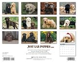 Pooped Puppies 2008 Mini Calendar