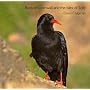 Birds of Cornwall and the Isles of Scilly (Pocket Cornwall)