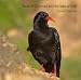 Birds of Cornwall and the Isles of Scilly (Pocket Cornwall)