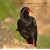 Birds of Cornwall and the Isles of Scilly (Pocket Cornwall)