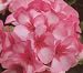 Geranium Maverick Star 8 Seeds