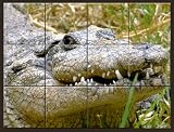 Gator Ceramic Tile Mural 17.25 x 13