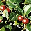 wintergreen essential oil
