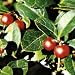wintergreen essential oil - 4 fl oz