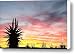 Aloe Ferox South Africa Canvas Print / Canvas Art - Artist Neil Overy
