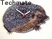 Hedgehog Wall Clock - WD16