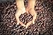 Big Tree Farms Cold Processed, Raw, Certified Organic Sweet Cacao Nibs, 8 Ounce