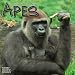 Apes 2009 Wall Calendar 12 X 12