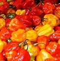 Chilli pepper - Scotch Bonnet (RED) 12 Seeds