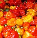 from Haddons Chilli pepper - Scotch Bonnet (RED) 12 Seeds