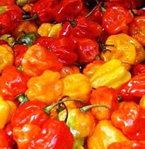 Scotch Bonnet red - CHILLI SEEDS - habanero HOT!!!