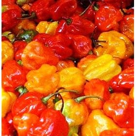 Chilli pepper - Scotch Bonnet (RED) 12 Seeds