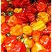 Chilli pepper - Scotch Bonnet (RED) 12 Seeds