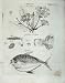Encyclopaedia Britannica 1801 Nature Fish Plants Opah