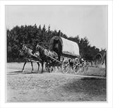 Historic Print (S): [Pocatello, Idaho land rush, 1903: mule-drawn covered wagons on move]