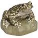 3B Scientific VN710/1 Male Green Toad (Bufo Viridis)