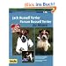 Jack Russell Terrier und Parson Russell Terrier zu Hause