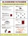 BBP Information Poster (18 x 24 inch)