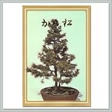 Japanese Larch Seeds - By joebonsai