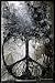 (24x36) David Wolcott Wilhelm (Tree of Peace) Art Poster Print