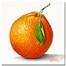 Kunstdruck, Poster, Wandbild, Stillleben von Golinelli, Paolo, ORANGE, 30 x 30 c von Orange - alle Infos