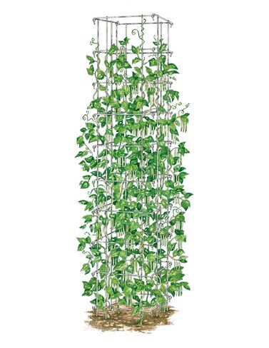 Bean Tower, Heavy Gauge Bean Trellis