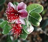 Eigenschaften tropical.garden  / Ananasguave - Feijoa sellowiana - 10 Samen